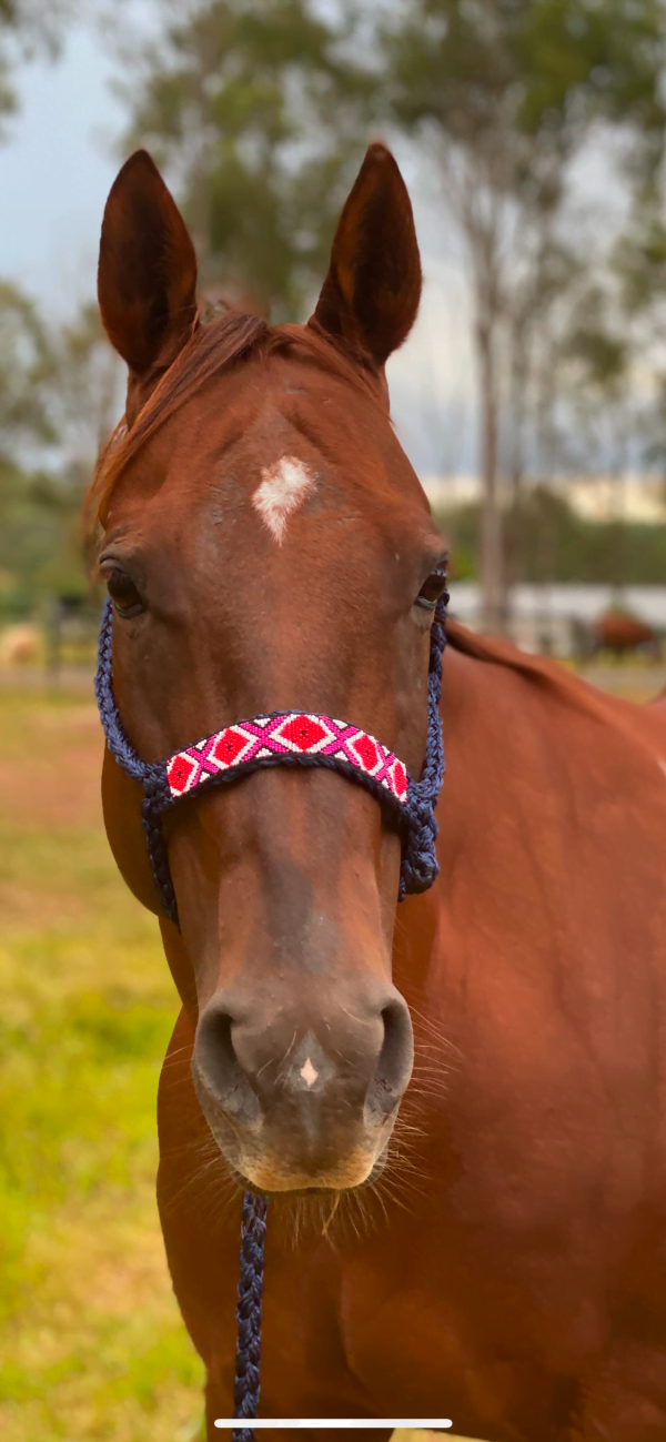 BEADED Mule Tape Halters