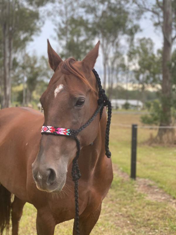 BEADED Mule Tape Halters