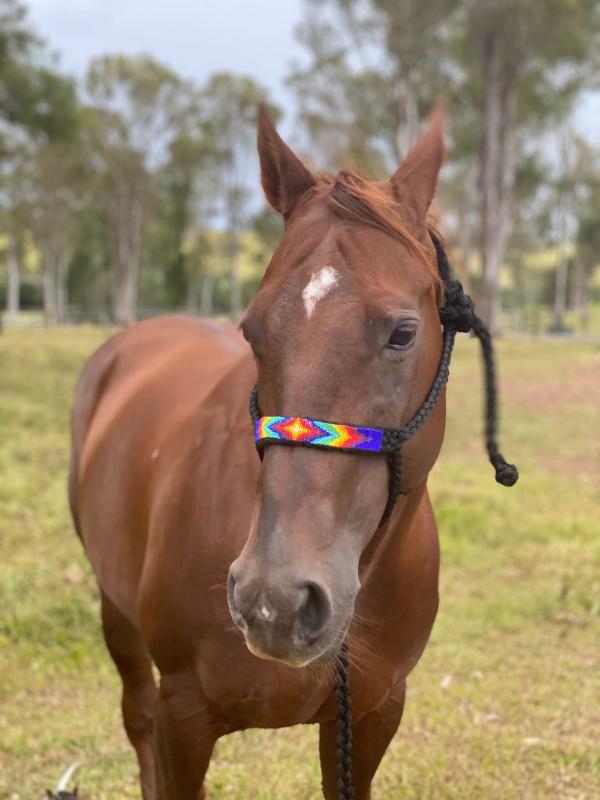 BEADED Mule Tape Halters