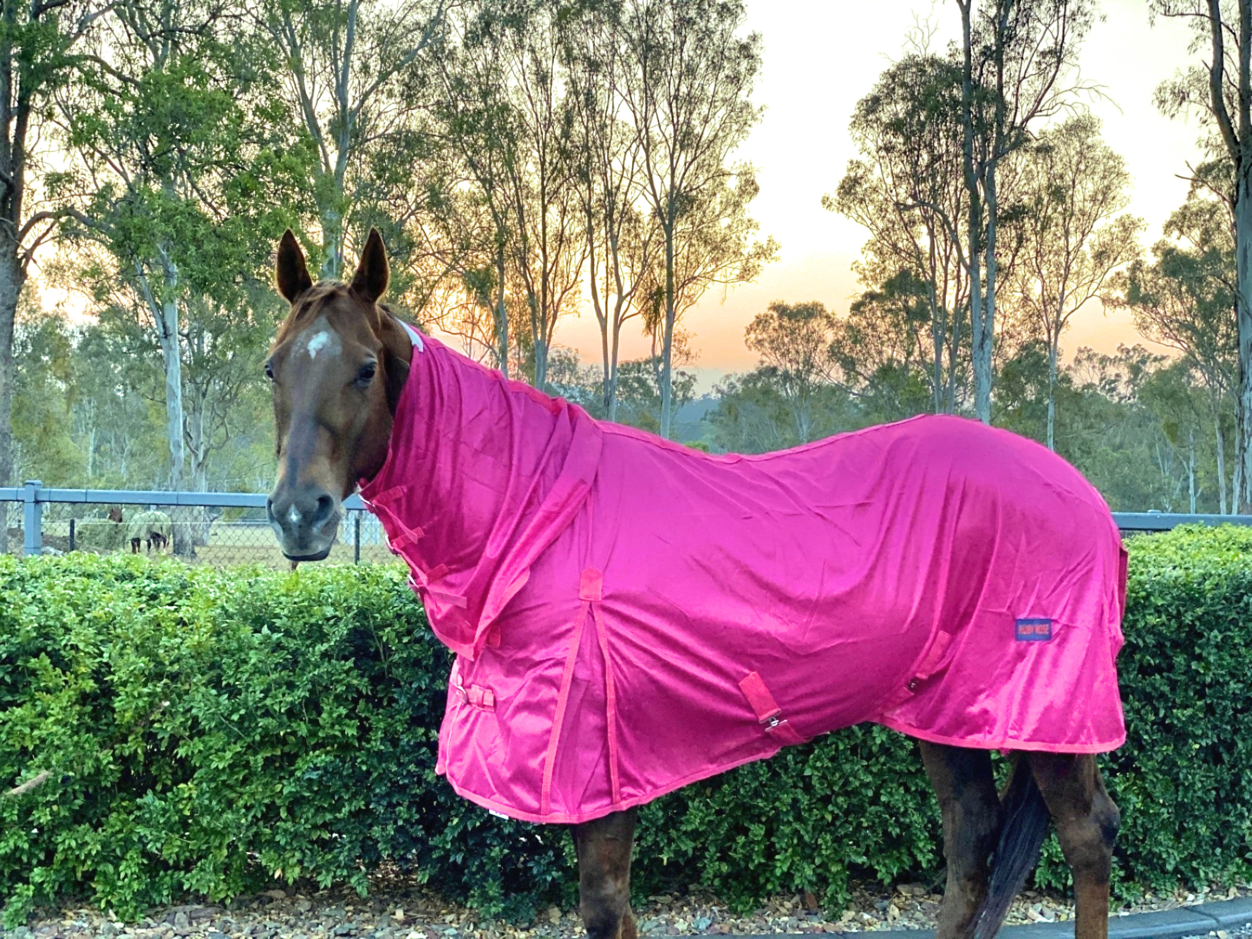 Horse Mesh Rug, Horse Blanket